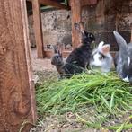 Konijntjes, Dieren en Toebehoren, Konijnen