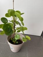 Pannenkoekenplant, Huis en Inrichting, Kamerplanten, Ophalen