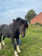 Zoeken naar een stal, Dieren en Toebehoren