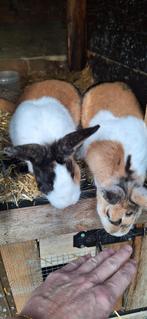 Konijntjes, Dieren en Toebehoren, Ophalen