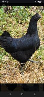 Ayam cemani  kippen