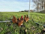Sebright kippen gesekst en ingeënt Goudzwartgezoomd, Dieren en Toebehoren, Pluimvee, Vrouwelijk, Kip
