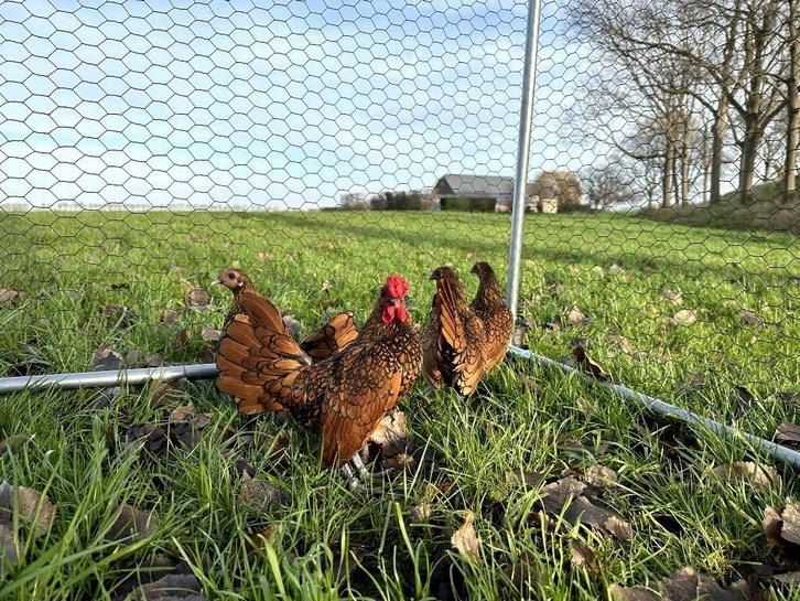 Sebright kippen gesekst en ingeënt Goudzwartgezoomd, Dieren en Toebehoren, Pluimvee, Kip, Vrouwelijk