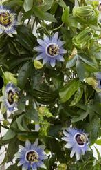 Passiflora klimplant, Tuin en Terras, Planten | Tuinplanten, Ophalen of Verzenden