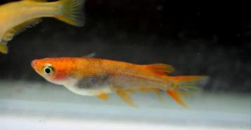 Medaka Tiger Orange Eitjes (OOK ANDERE SOORTEN BESCHIKBAAR) beschikbaar voor biedingen