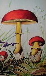 oude prenten, Ophalen, Zo goed als nieuw, Natuur, Prent