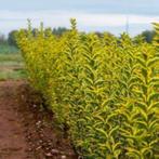 GELE HAAGLIGUSTER (ligustrum ovalifolium "Aureum"), Ophalen, Liguster, Haag, Minder dan 100 cm