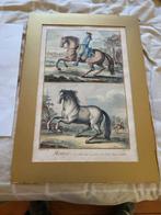estampe ,burin 1768  Bénard Robert, Manège le Galop., Enlèvement ou Envoi
