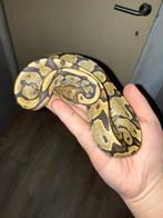 Klein python regius vrouw, Dieren en Toebehoren, Reptielen en Amfibieën
