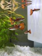 Jonge volwassen Guppy's in verschillende kleuren, Dieren en Toebehoren, Vissen | Aquaria en Toebehoren, Ophalen, Nieuw