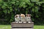 Welsh Corgi Pembroke pups te koop, België, Overige rassen, CDV (hondenziekte), 8 tot 15 weken