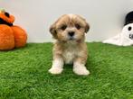 Nestjes Lhasa Apso pups, België, Overige rassen, CDV (hondenziekte), 8 tot 15 weken