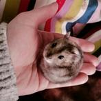 Dwerghamster, Dieren en Toebehoren, September, Mannelijk