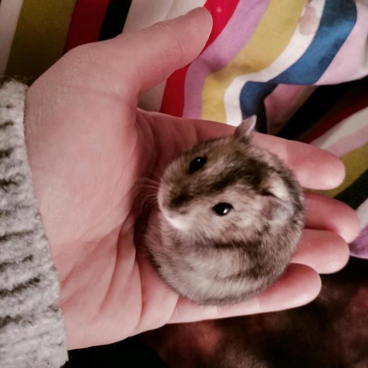 Dwerghamster, Dieren en Toebehoren, Overige Dieren, Mannelijk, September