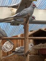 Diamand duif, Dieren en Toebehoren