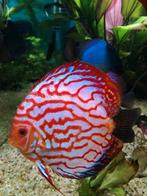 Discus