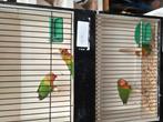 Ficherie, Dieren en Toebehoren, Vogels | Parkieten en Papegaaien