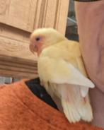 Dwergpapegaaien zeer tam Aalter, Dieren en Toebehoren, Vogels | Parkieten en Papegaaien, Mannelijk, Tam