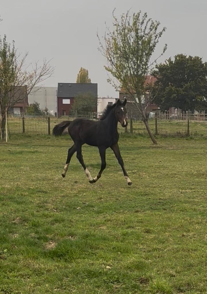Merrieveulen uit 1m45 moeder, Animaux & Accessoires, Chevaux, Jument, Non dressé, 165 à 170 cm, 0 à 2 ans, Cheval de saut, Avec pedigree