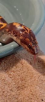 Keniaanse zandboa 0.1, Animaux & Accessoires, Reptiles & Amphibiens, Serpent, 0 à 2 ans