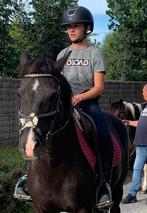 pony bwp, Dieren en Toebehoren, Gechipt, Ruin, Niet van toepassing, Springpony