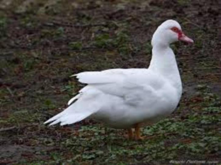 Eenden, Dieren en Toebehoren, Pluimvee, Eend, Geslacht onbekend