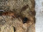 Dwergkonijntjes, Dieren en Toebehoren, Konijnen, Geslacht onbekend, Dwerg, 0 tot 2 jaar