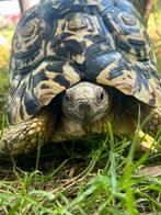 Panter schildpadden, Dieren en Toebehoren