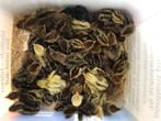 Japanse kwartels  ( kuikentjes ), Dieren en Toebehoren, Pluimvee, Geslacht onbekend, Overige soorten
