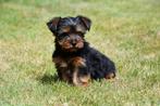 Yorkshire Terriër pups te koop - Beide ouders aanwezig, Dieren en Toebehoren, Honden | Jack Russells en Terriërs, Yorkshire Terriër