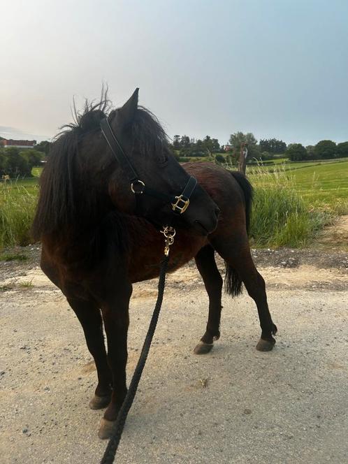 Poney, Dieren en Toebehoren, Paarden en Pony's | Hoofdstellen en Tuigage, Ophalen of Verzenden