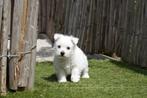 Prachtige West Highland White Terriër pups (Westie pups), Dieren en Toebehoren, CDV (hondenziekte), Meerdere, 8 tot 15 weken, Meerdere dieren