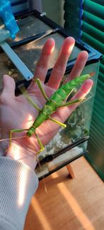 Wandelende takken Diapherodes gigantea, Dieren en Toebehoren, Wandelende tak