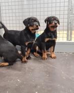 rottweiler pups, Parvo, België, 15 weken tot 1 jaar, Meerdere