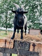 Mini dwerggeit bok, Dieren en Toebehoren, Schapen, Geiten en Varkens