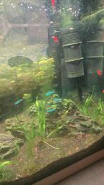 5 stuks kardinaaltetra's, Enlèvement