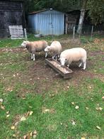 Schapen, Dieren en Toebehoren, Schapen, Geiten en Varkens, Vrouwelijk, Schaap, 0 tot 2 jaar