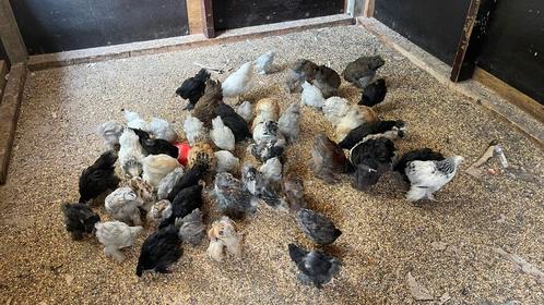 Brahma kuikens, Dieren en Toebehoren, Pluimvee, Kip, Meerdere dieren