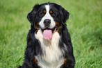 Berner Sennen Dekreu (FCI Stamboom), Dieren en Toebehoren, België, Reu, CDV (hondenziekte), Eén hond