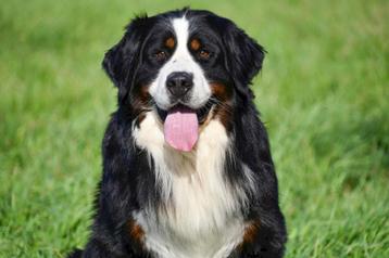 Étalon Bouvier Bernois (Pédigrée FCI), 3 à 5 ans, Chien (mâle), Belgique, Éleveur | Professionnel