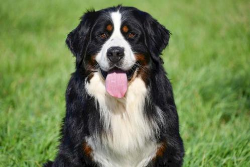 Berner Sennen Dekreu (FCI Stamboom), Dieren en Toebehoren, Honden | Dekreuen, Reu, Fokker | Professioneel, Eén hond, België, 3 tot 5 jaar