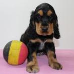 Prachtige Engelse Cocker Spaniël pups te koop (Belgisch), Dieren en Toebehoren, Honden | Retrievers, Spaniëls en Waterhonden, België