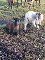 dwerggeiten., Dieren en Toebehoren, Schapen, Geiten en Varkens, Vrouwelijk, Geit, 0 tot 2 jaar