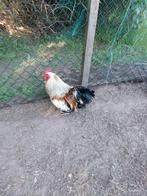 Haan, Dieren en Toebehoren, Pluimvee, Mannelijk, Kip
