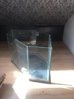 Gerbil, Dieren en Toebehoren, Januari