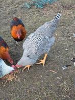 coqs des Araucanes, Animaux & Accessoires