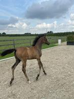 Arabisch volbloed veulen, Dieren en Toebehoren, Minder dan 160 cm, Gechipt, Niet van toepassing, 0 tot 2 jaar