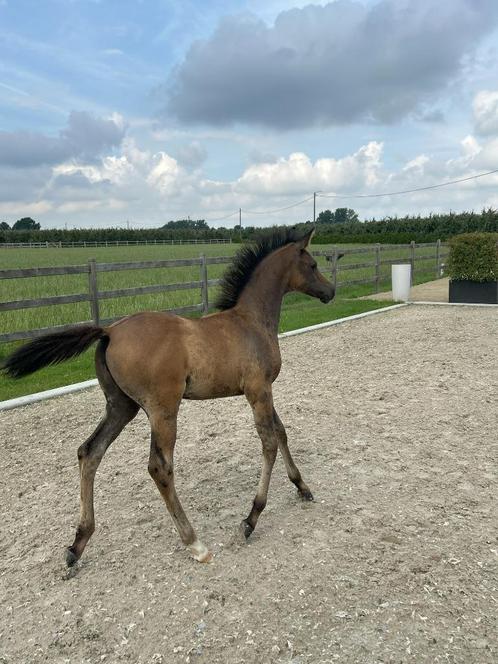 Arabisch volbloed veulen, Dieren en Toebehoren, Paarden, Hengst, Niet van toepassing, Minder dan 160 cm, 0 tot 2 jaar, Met stamboom