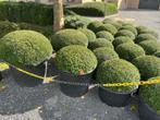 Buxusbol in pot, dia 60 - 70 cm, Ophalen, Vaste plant, Overige soorten