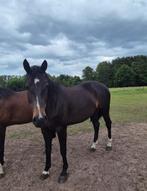 Prachtige merrie van 8jaar, Dieren en Toebehoren, Paarden, Merrie, Springpaard, L, Gechipt